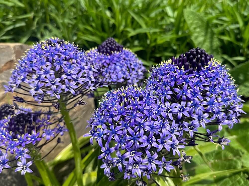 Scilla Peruviana