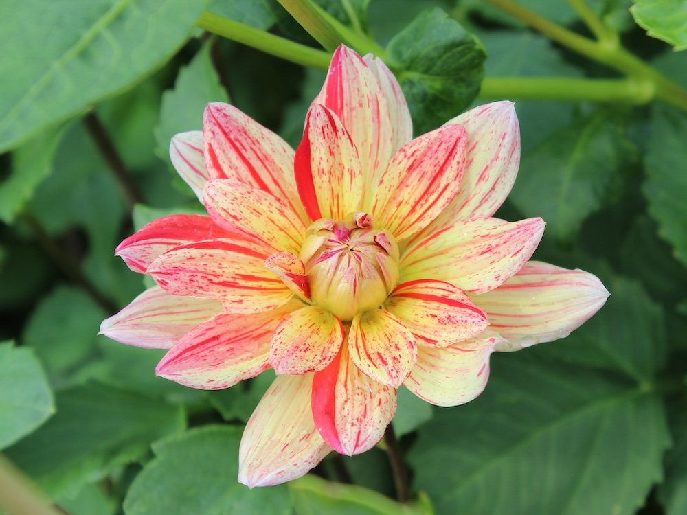 Dahlia 'Awe Shucks'