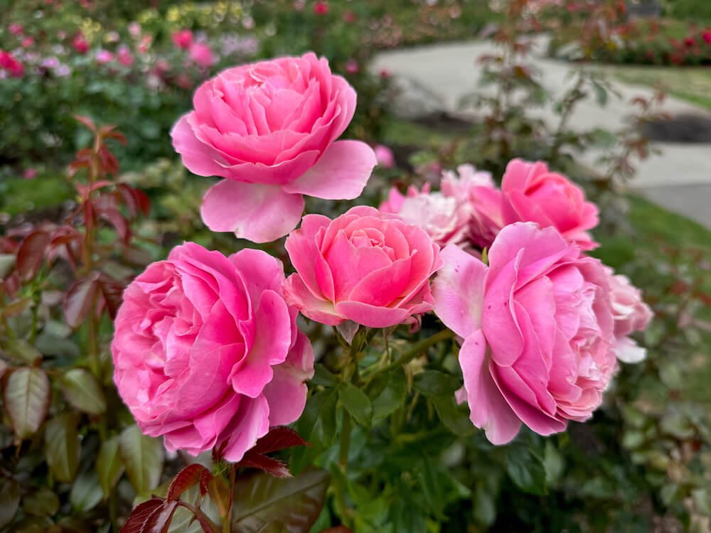Rosa 'All Dressed Up'