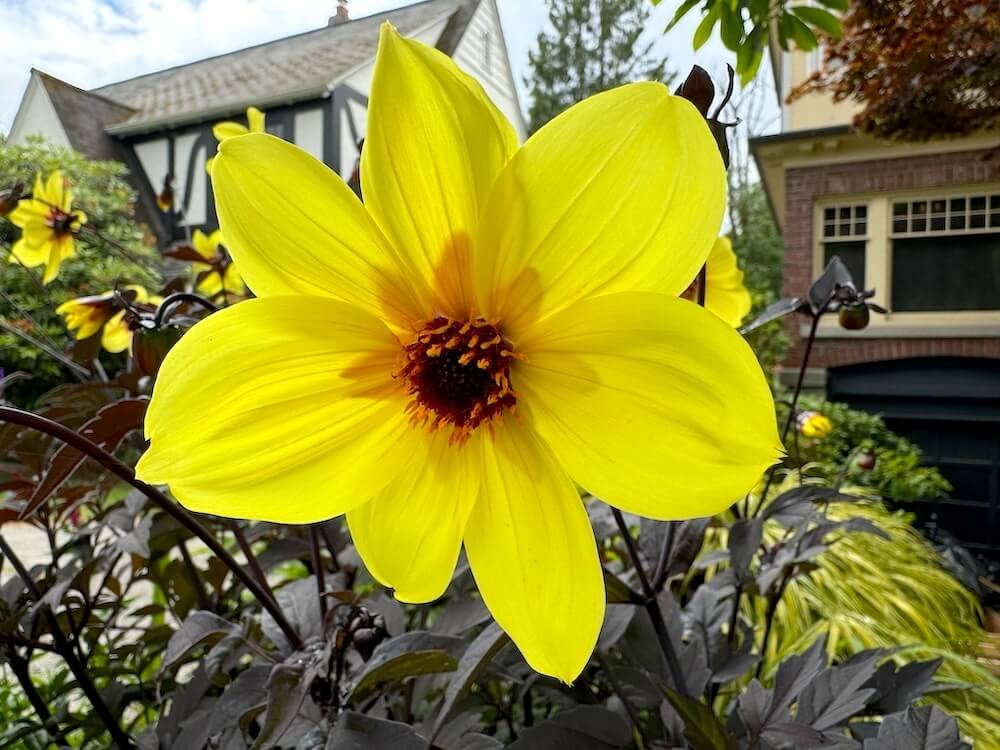 Dahlia 'Mystic Illusion'