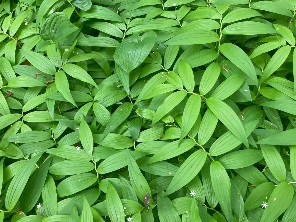 Maianthemum stellatatum