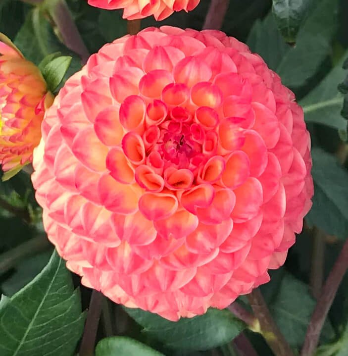 Dahlia 'Ginger Willo'