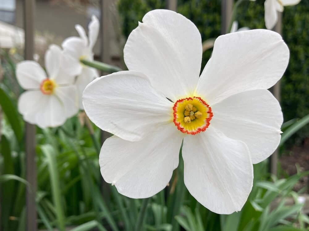 Narcissus 'Actaea'