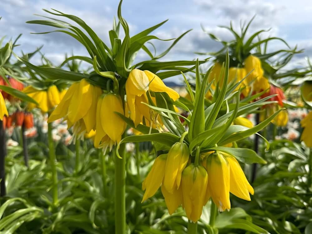 Fritillaria imperialis 'Lutea'