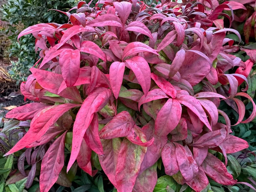 Nandina domestica 'Fire Power'