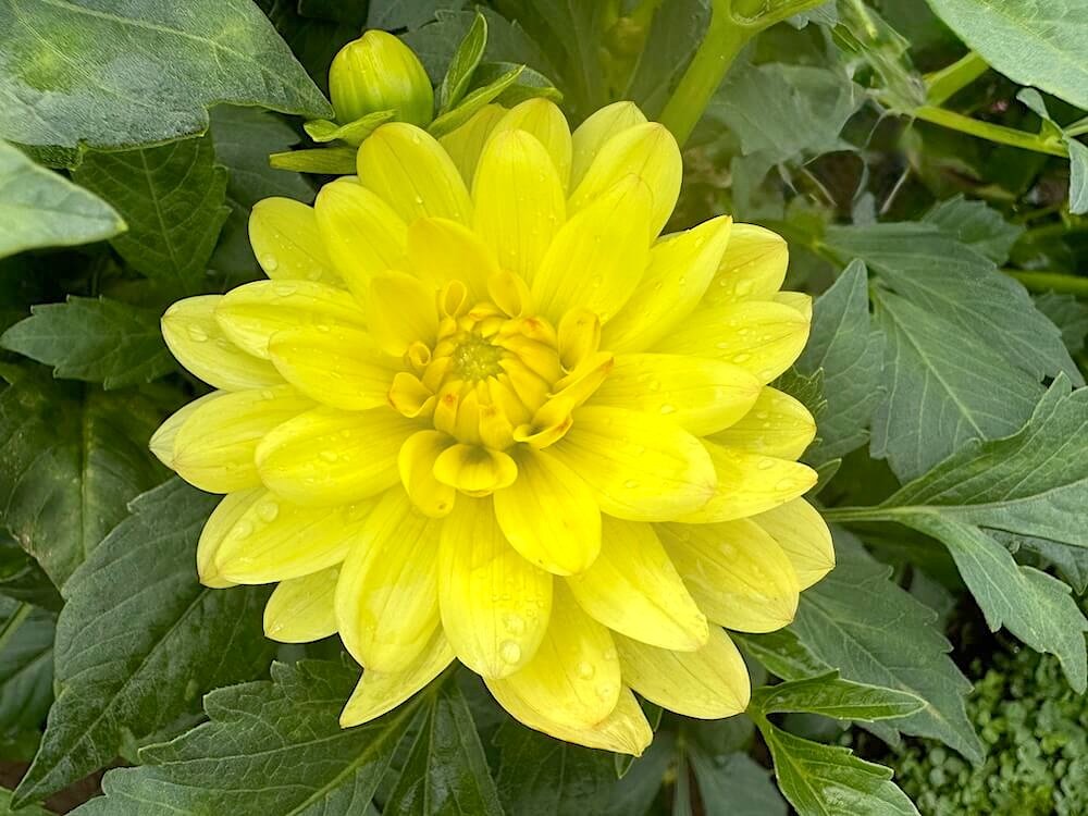 Dahlia 'Lovely Rita'