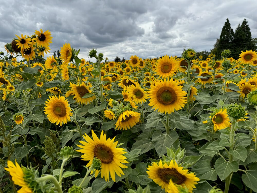WEST UNION GARDENS