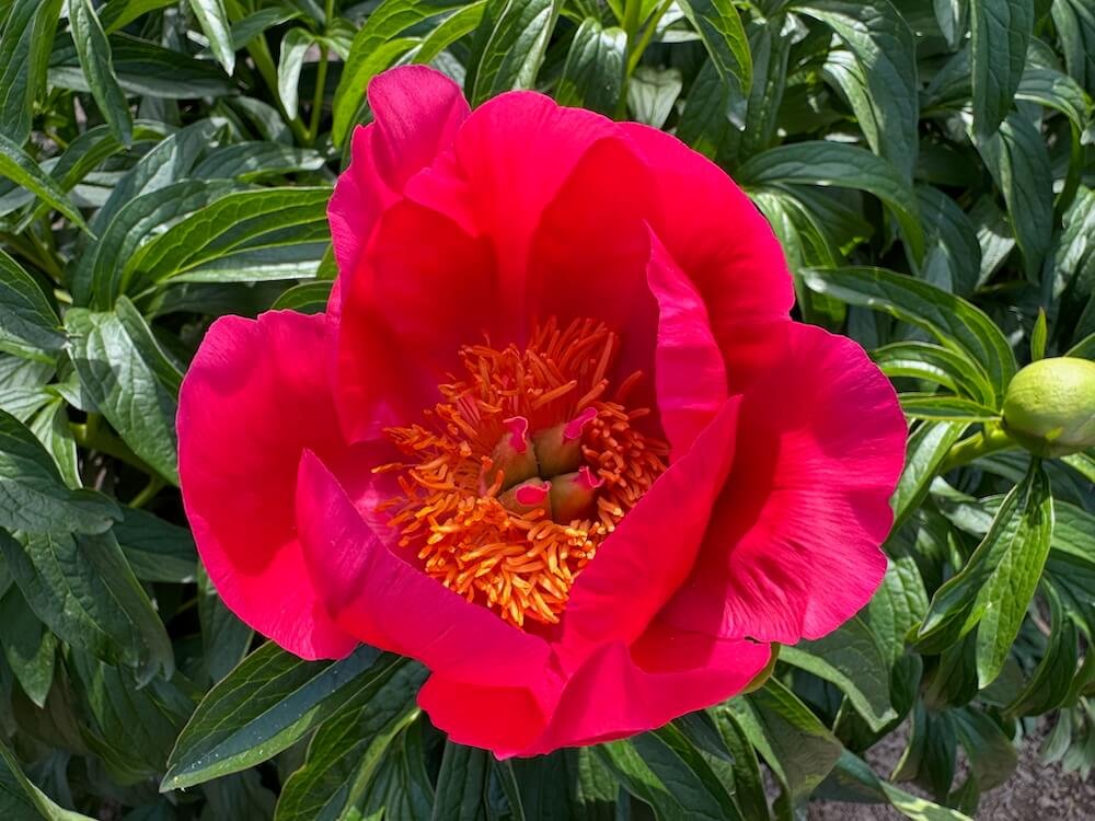 Paeonia 'Glory Be'