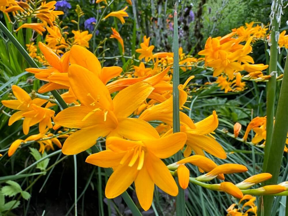 Crocosmia masoniorum 'Rowallane Yellow'