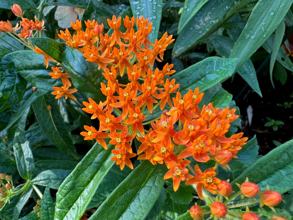 MILKWEED (Asclepias)