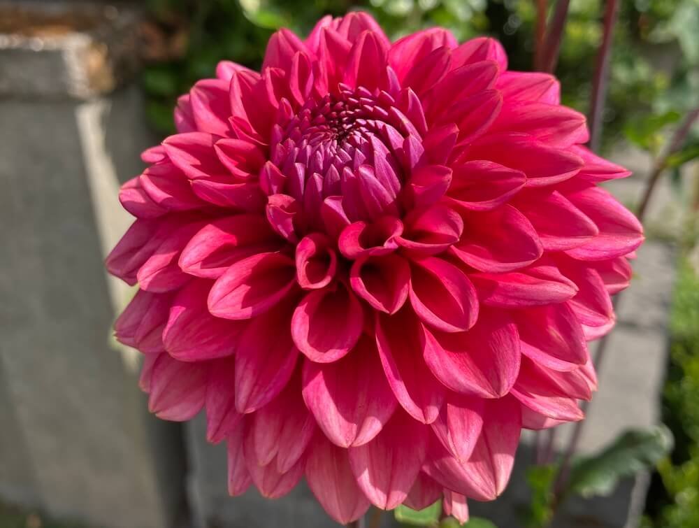 Dahlia 'Intrigue'