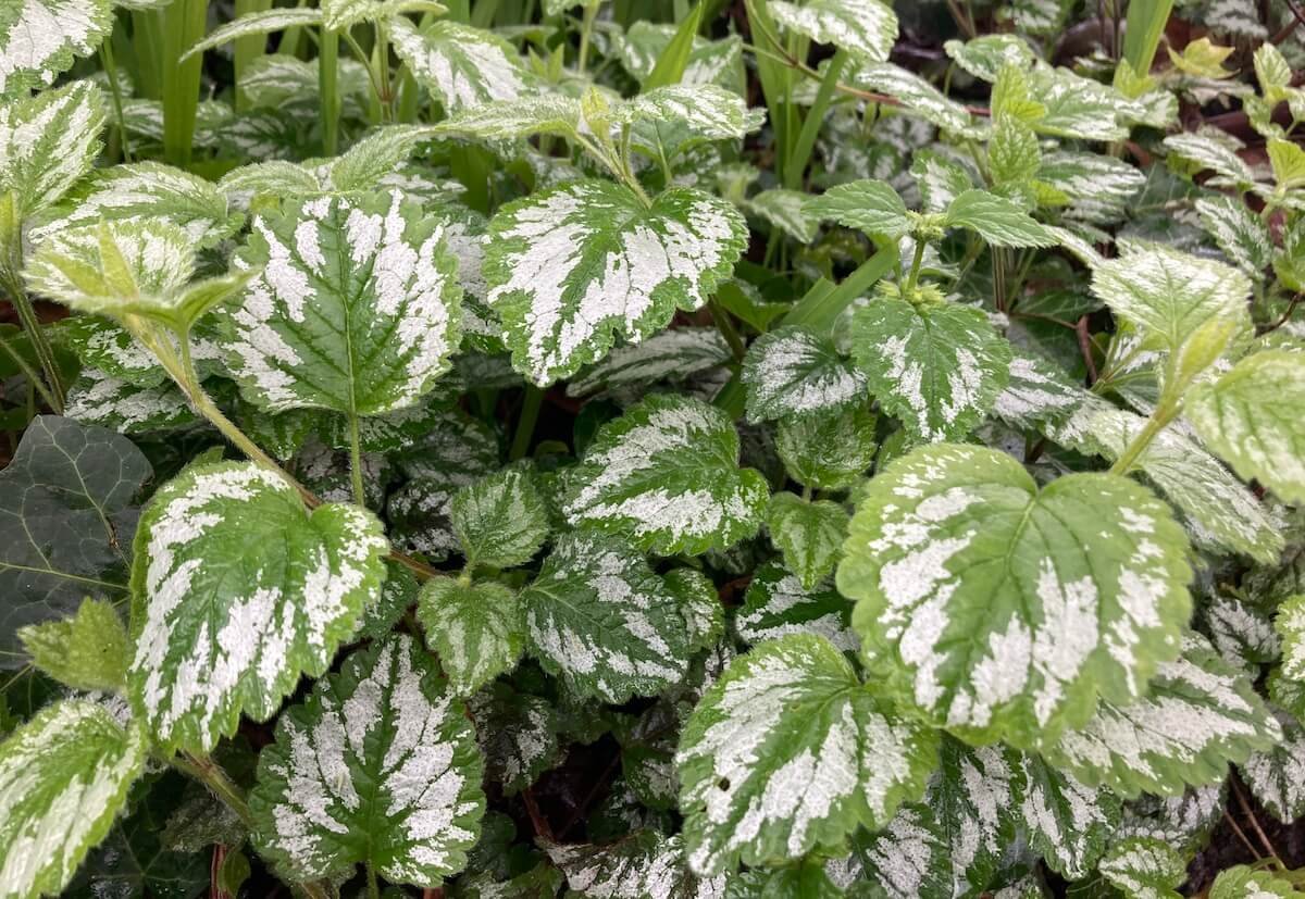 Lamium galeobdolon