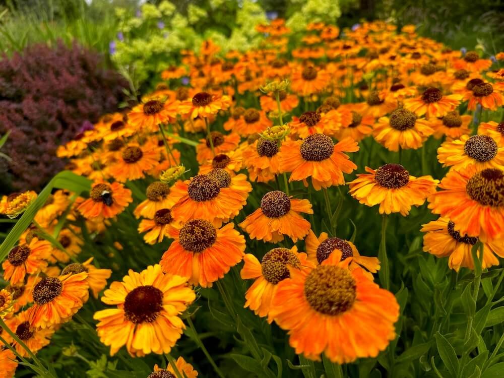 Helenium 'Sahin's Early Flowerer'