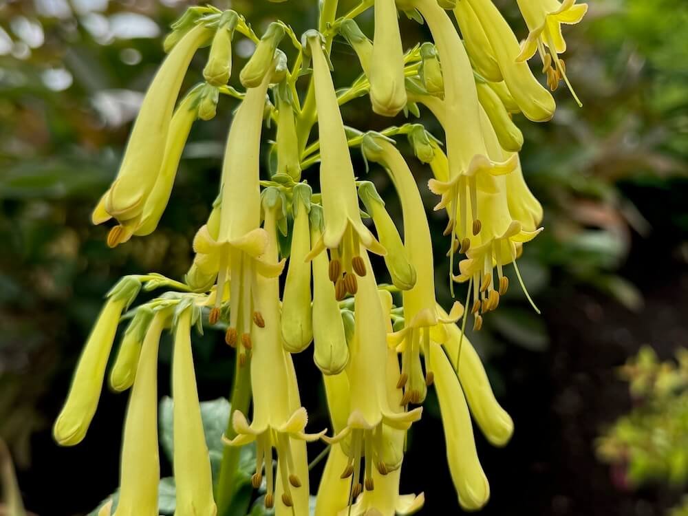 Phygelius 'Candy Drops Cream'
