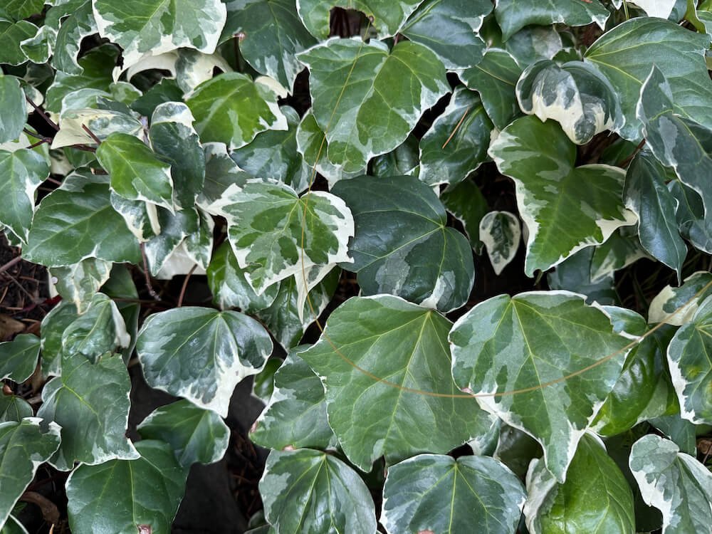 Hedera algeriensis 'Gloire de Marengo'