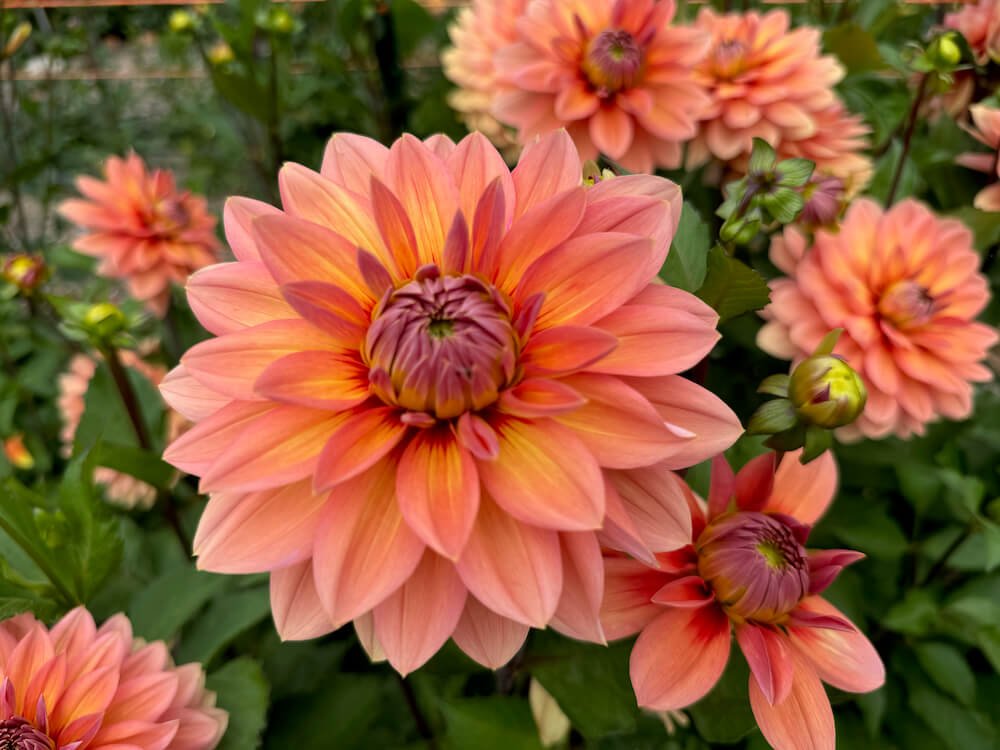 Dahlia 'Nicholas'