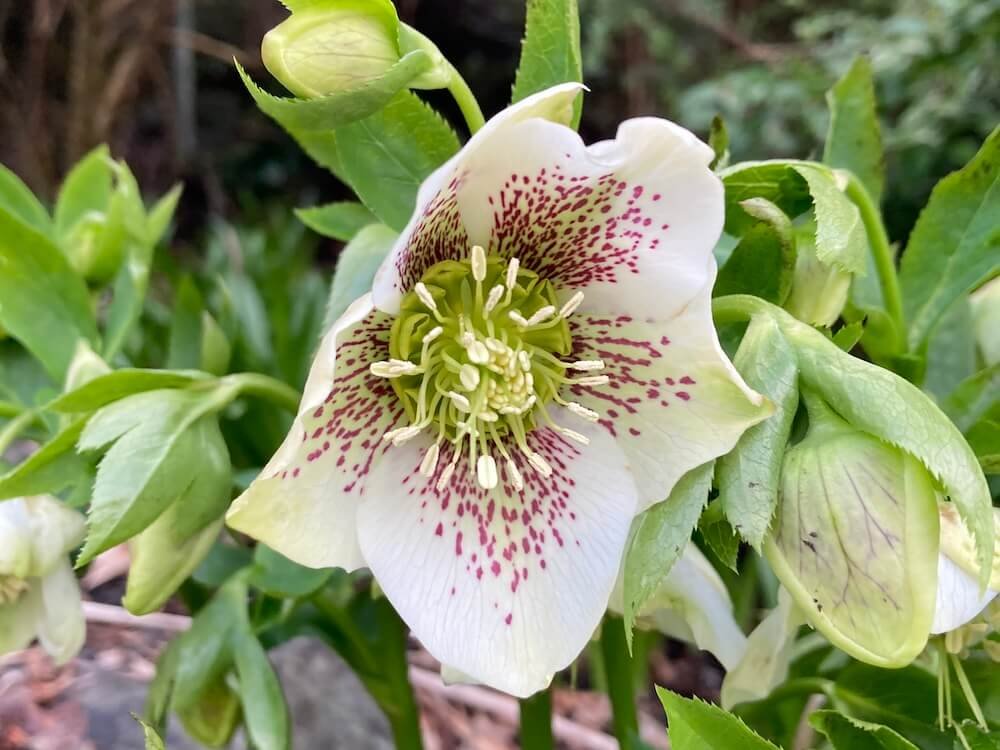 Helleborus x hybridus 'White Lady Spotted'