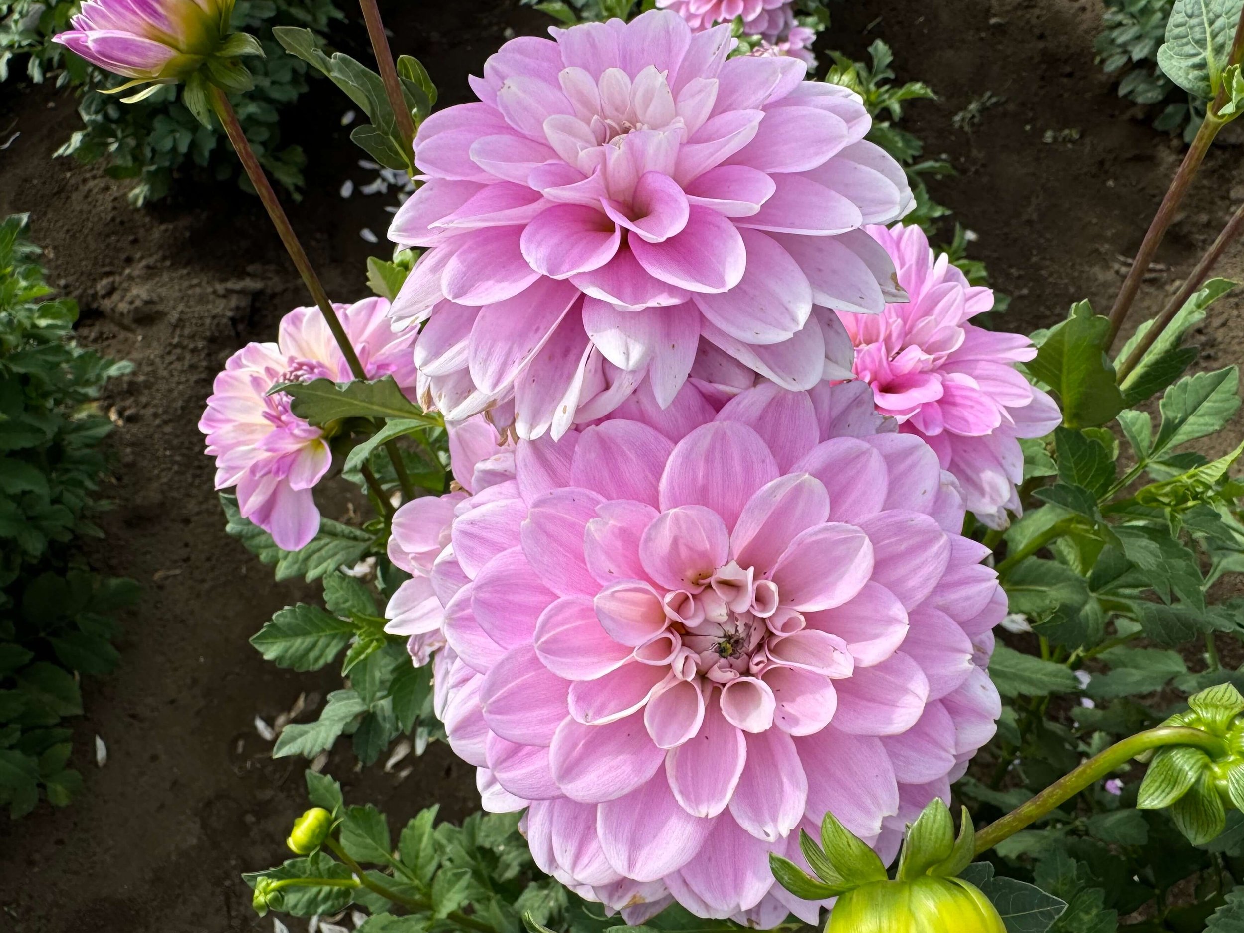 Dahlia 'Marionberry Milkshake'
