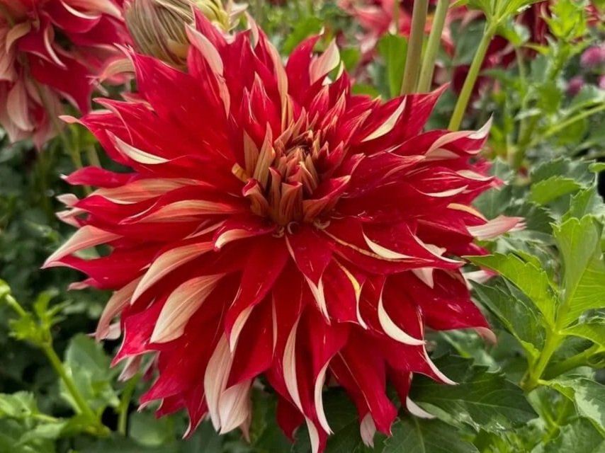 Dahlia 'Nick Sr.'