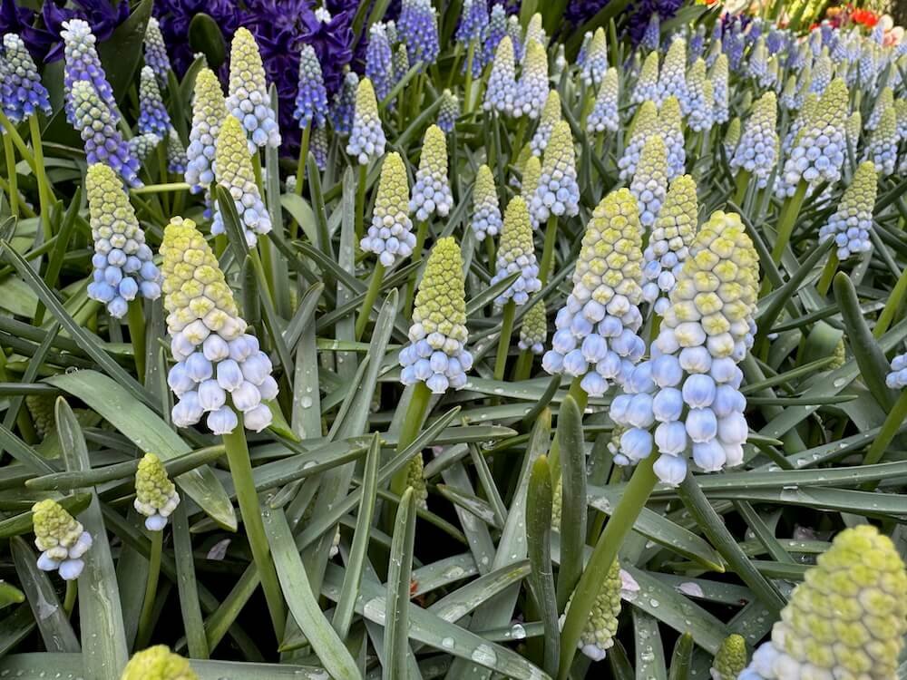 Muscari aucheri 'Ocean Magic'