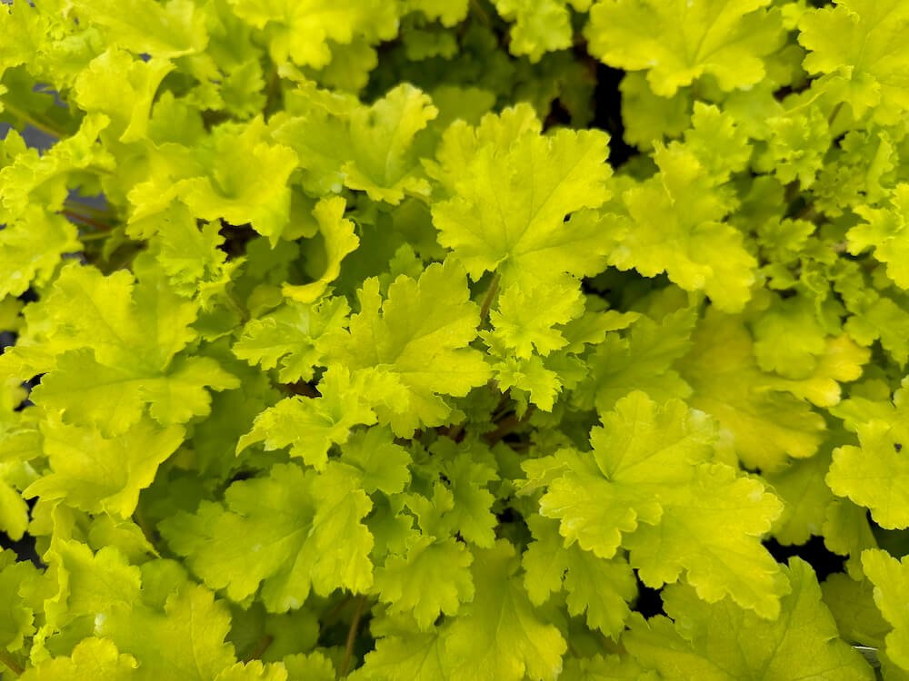 Heuchera x 'Lime Marmalade'