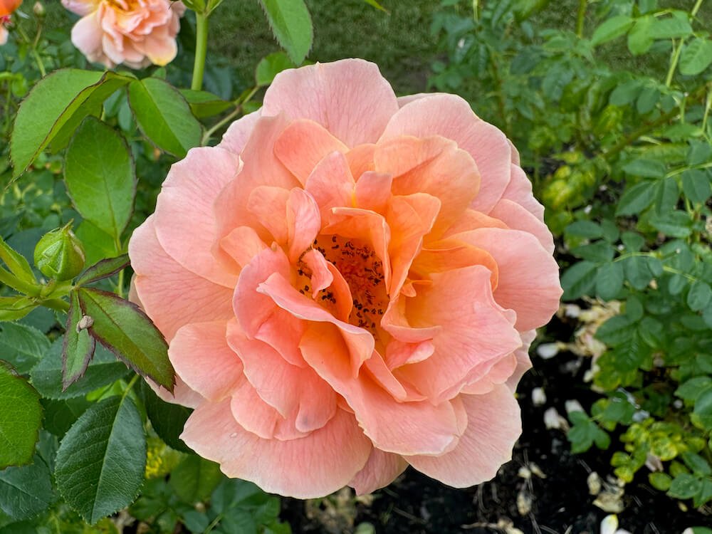 Rosa 'At Last'