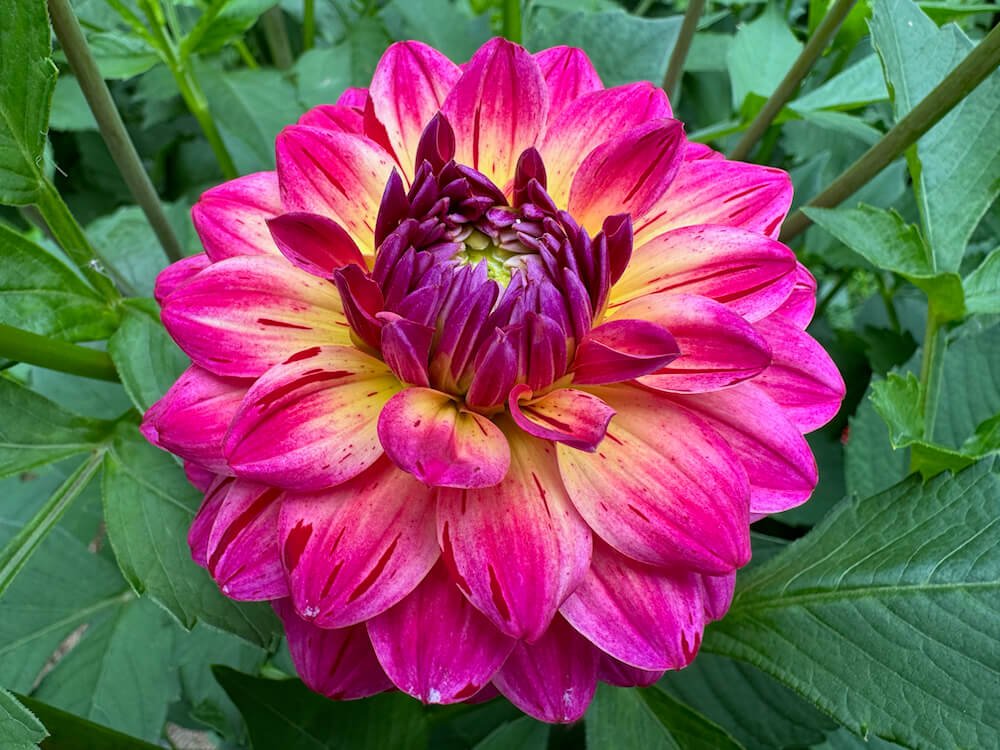 Dahlia 'Variegated Brittany Rey'