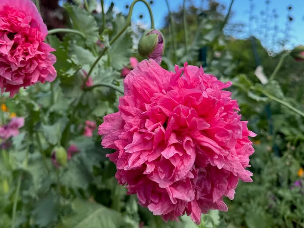 Papaver hybridum 'Pink Heirloom'