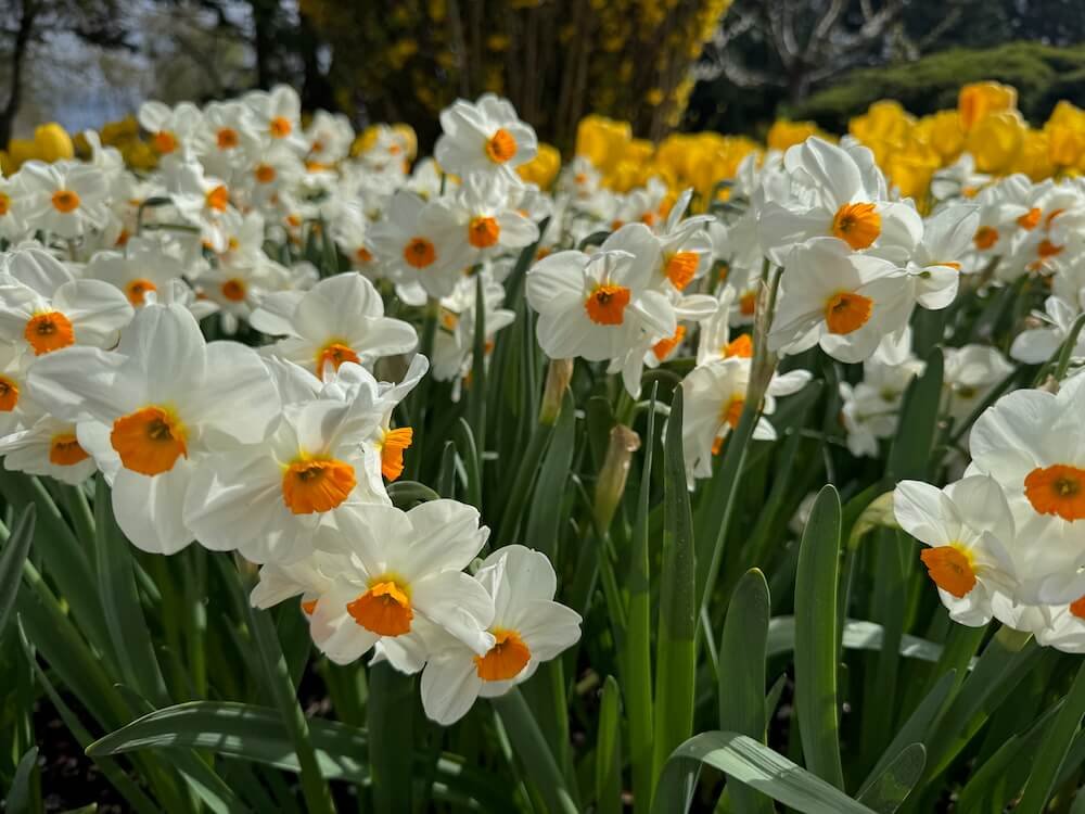 Narcissus 'Geranium'