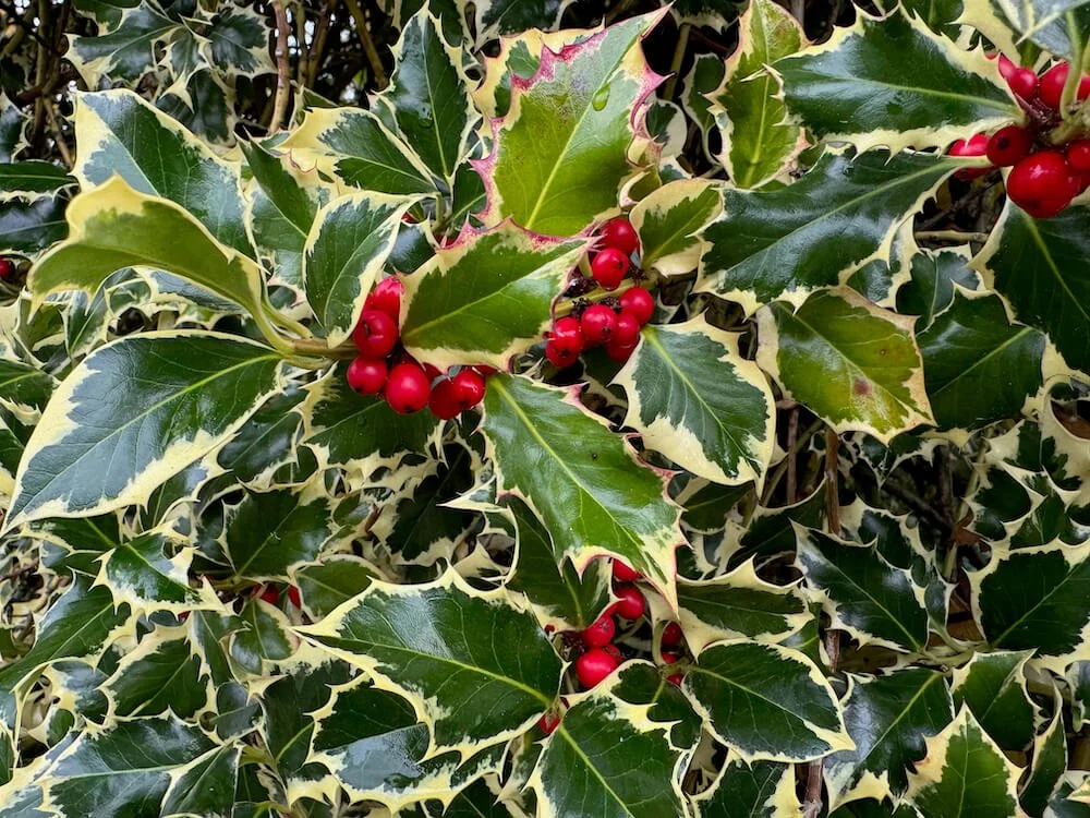 Ilex aquifolium 'Argentea Marginata'