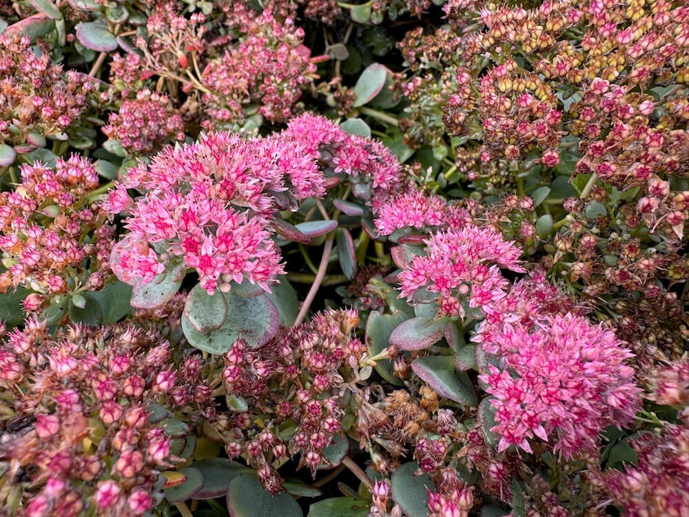 Sedum sieboldii