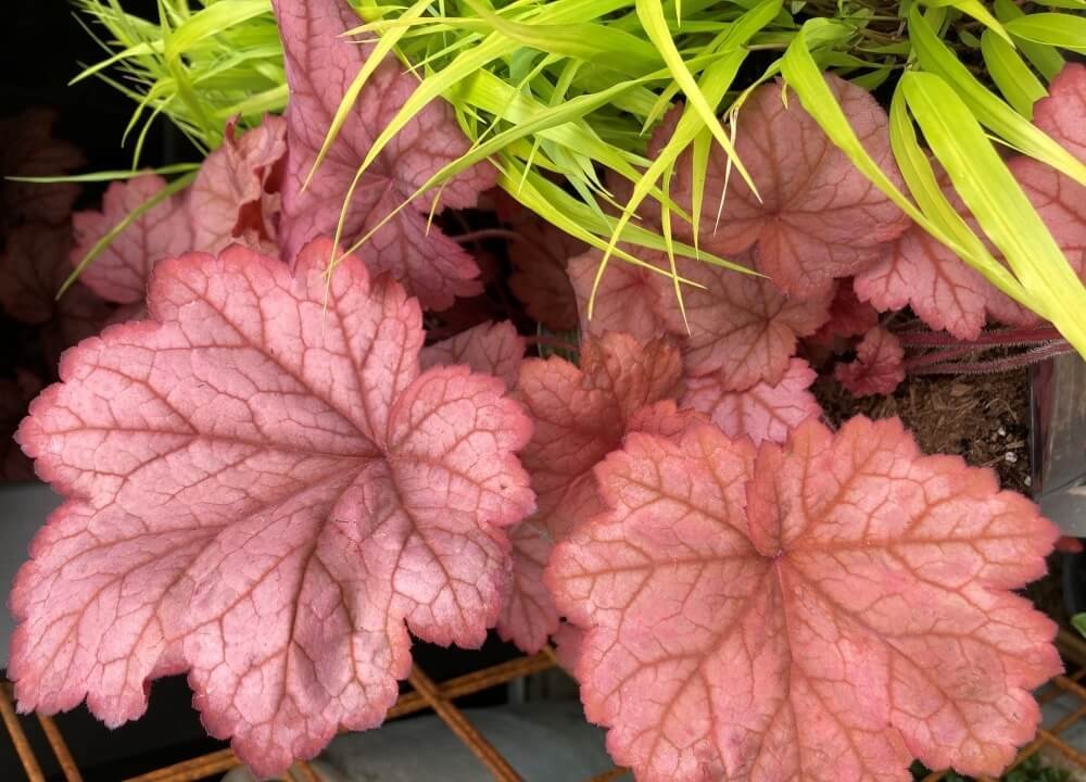 Heuchera 'Georgia Peach'