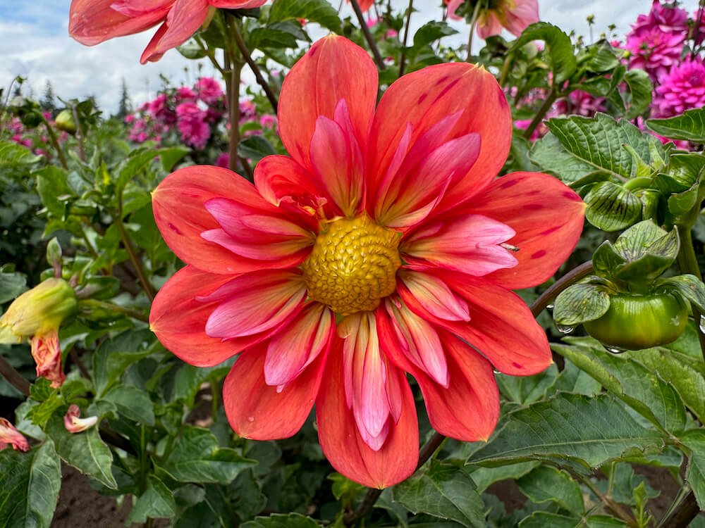 Dahlia 'Giggles'