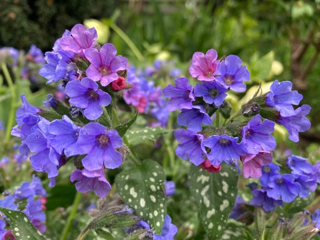 TERRA NOVA NURSERY DISPLAY GARDEN