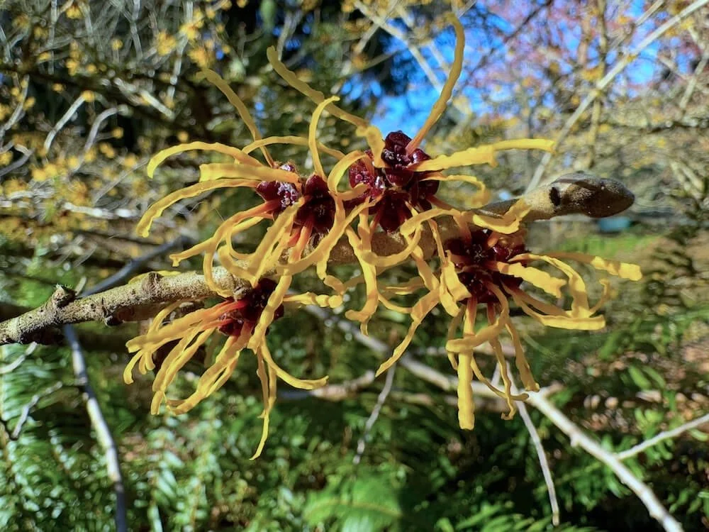 Hamamelis japonica 'Zuccariniana'