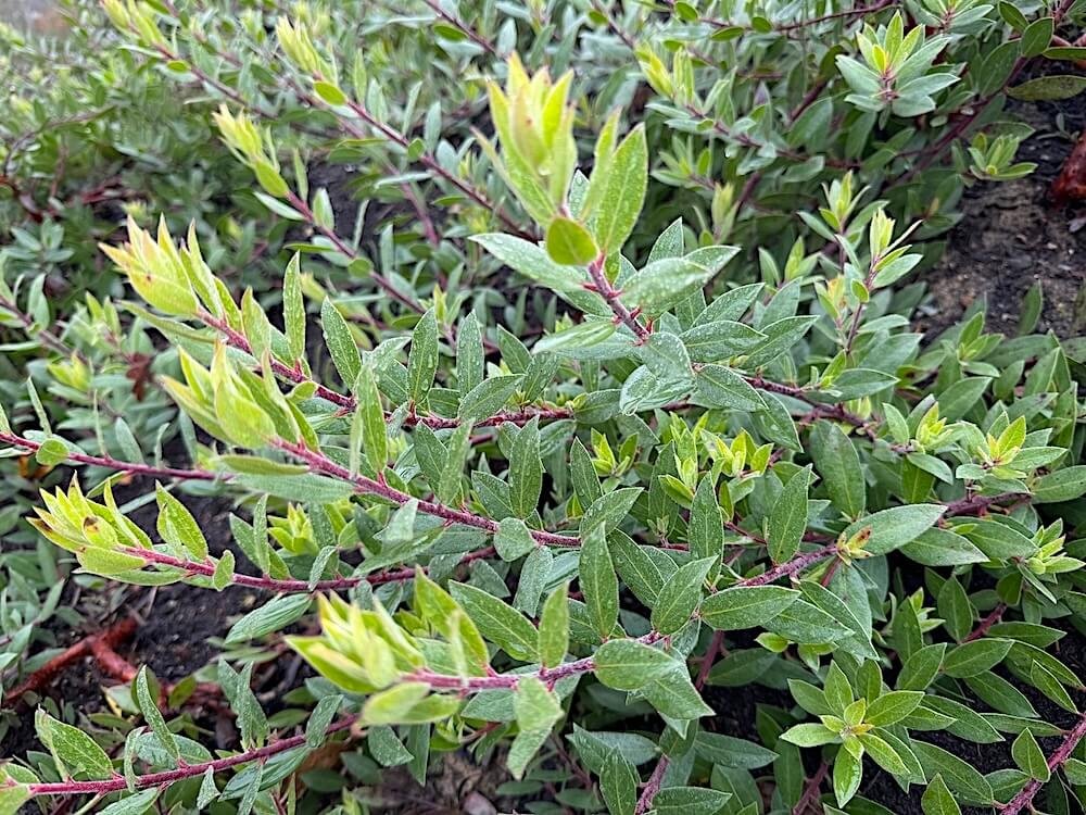 Arctostaphylos 'Pacific Mist'