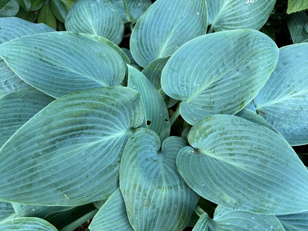 Hosta 'Canadian Blue'