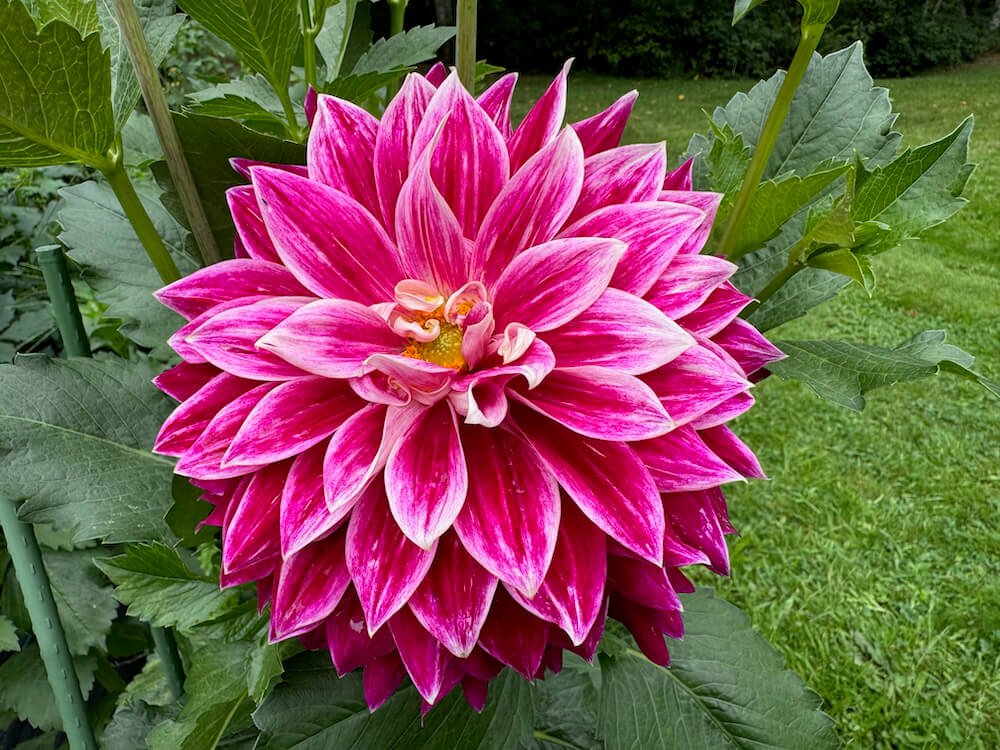 Dahlia 'Bradley Aaron'