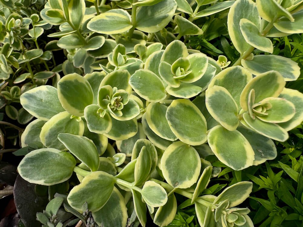 Sedum Sunsparkler ‘Lime Twister’