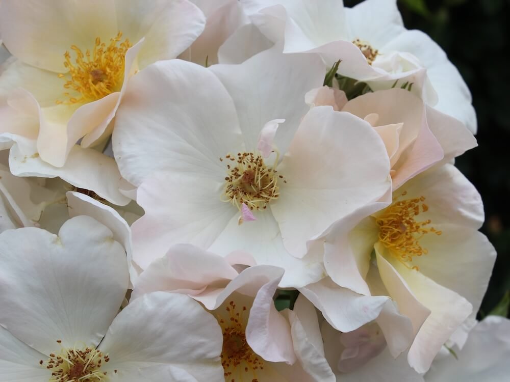 Rosa 'Sally Holmes'