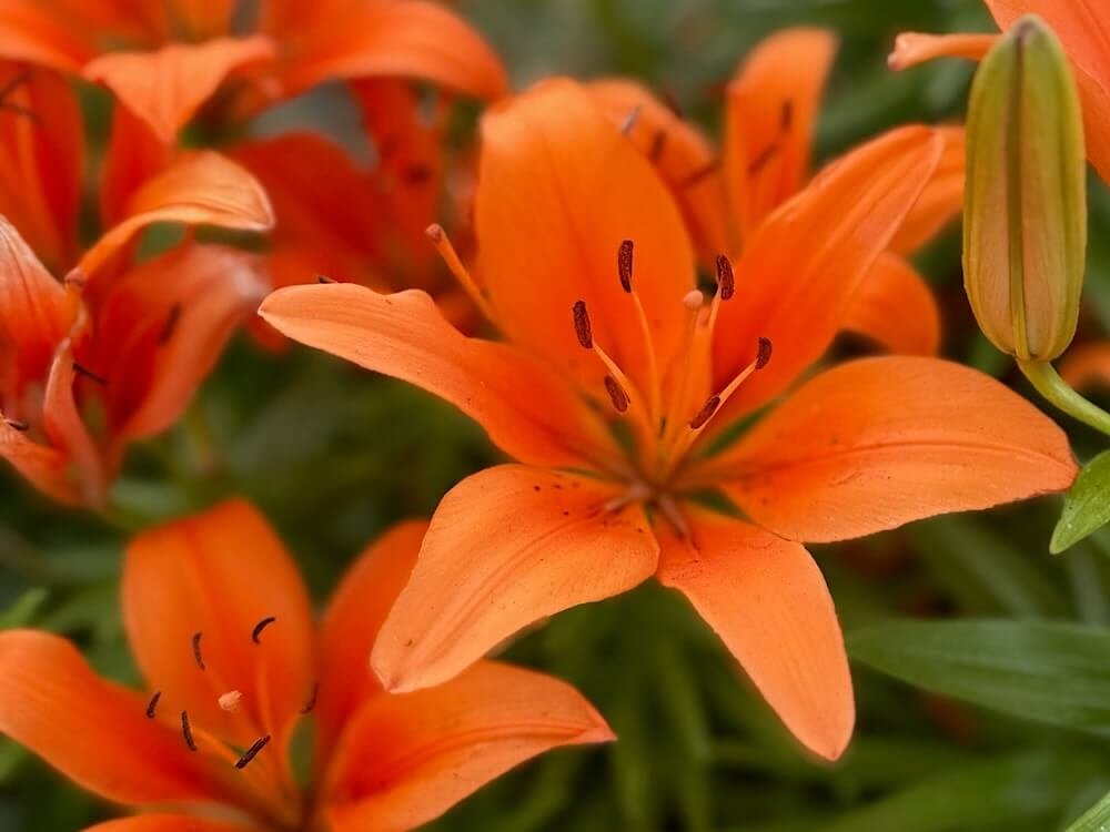 Lilium 'Matrix Orange'