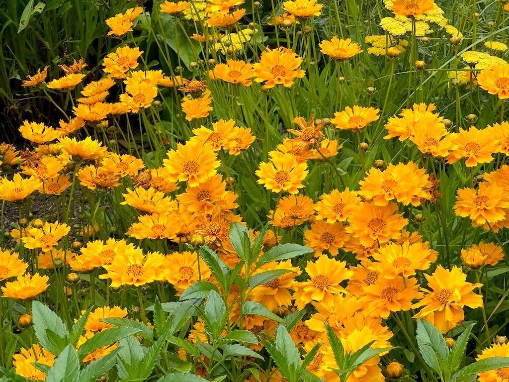 Coreopsis 'Jethro Tull'