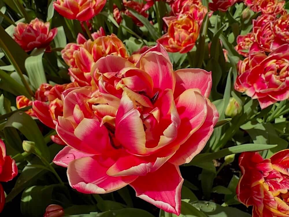 Tulipa 'Columbus'