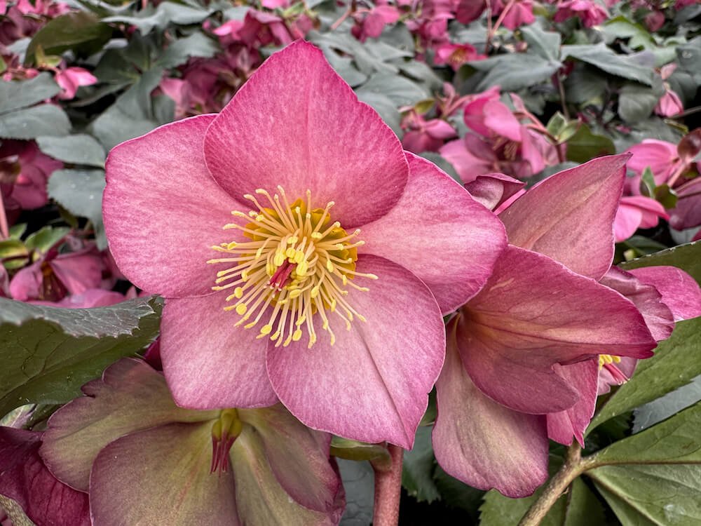 Helleborus x glandorfensis HGC 'Ice N' Roses Early Rose'