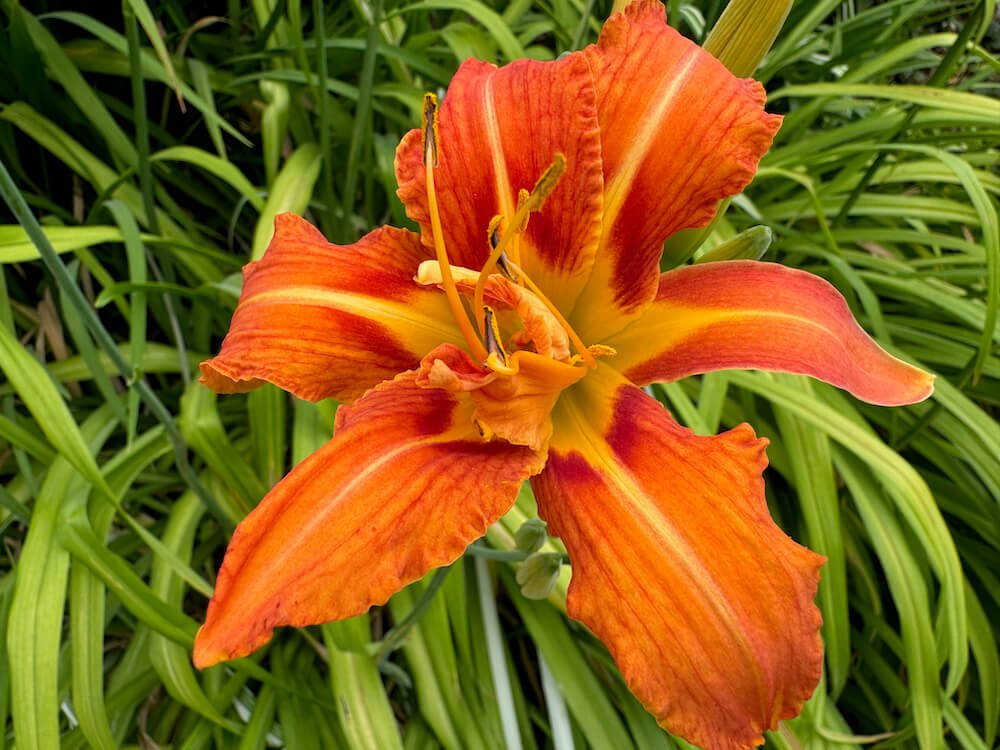 Hemerocallis fulva 'Kwanso Variegata'