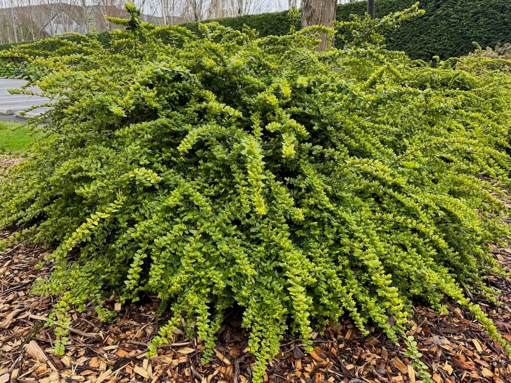 Lonicera pileata