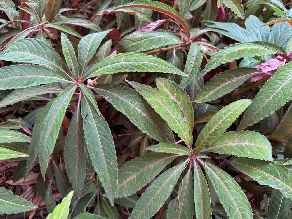 Impatiens omeiana 'Silver Pink'