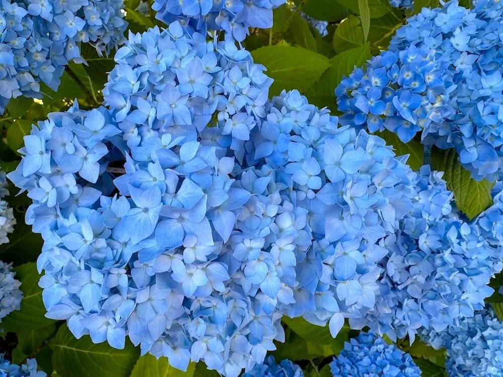 Hydrangea macrophylla