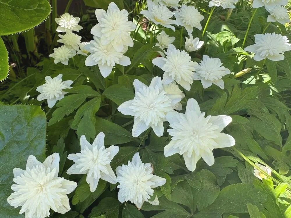 Anemone nemorosa ‘Vestal’