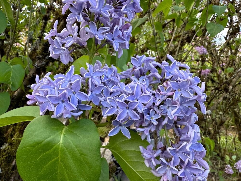 Syringa vulgaris 'President Lincoln'